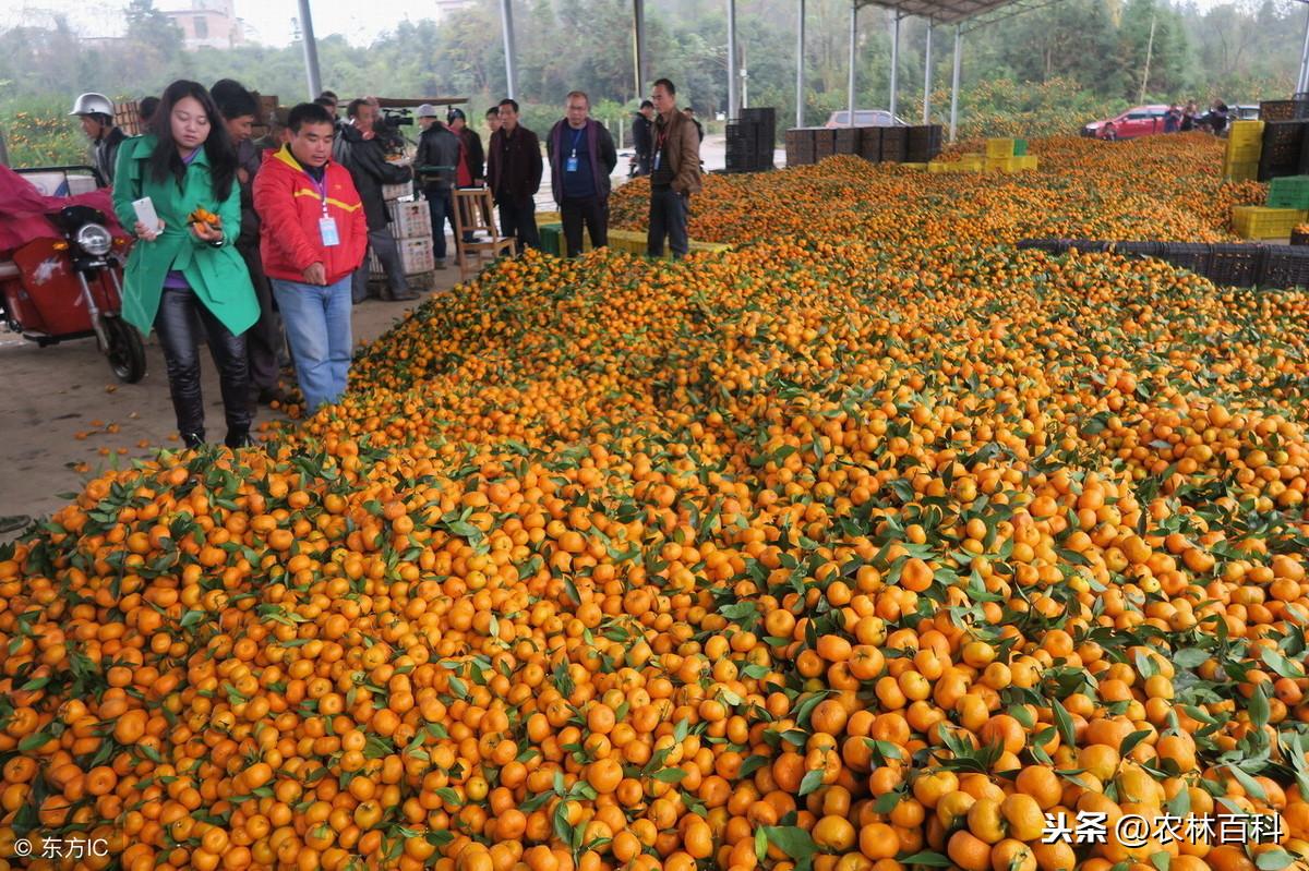 湖北哪里有新品種柑橘樹苗_我國哪里種植的柑橘更好吃