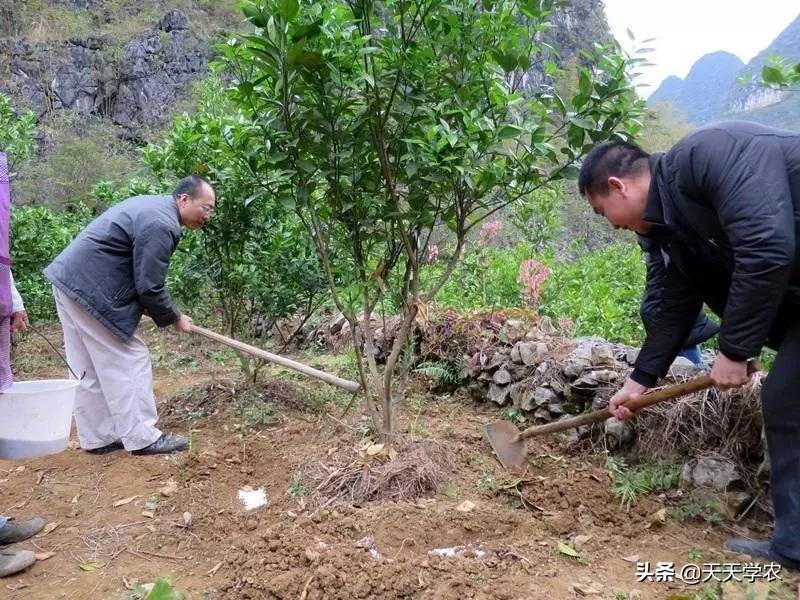 輻射誘芽變培育新品種柑橘_剛懷孕的時(shí)候會(huì)有哪些癥狀