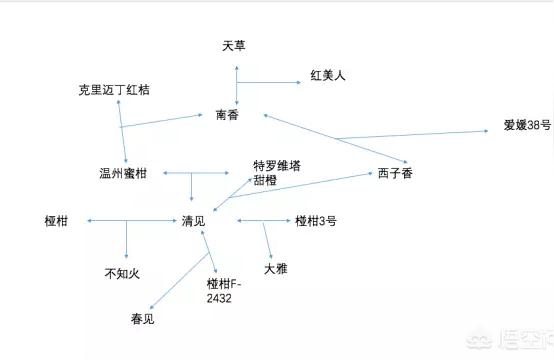 春見橘子圖片大全高清頭像動漫女孩_耙耙柑種植幾年能到達豐產(chǎn)