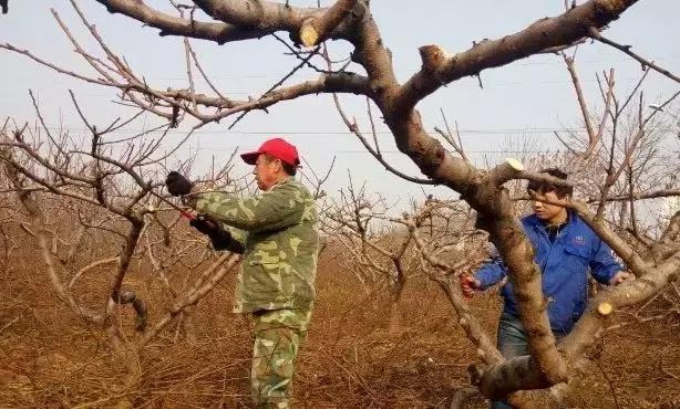 愛媛柑橘怎么修剪都雅視頻_哪一款修剪短視頻應(yīng)用能主動免費生成字幕